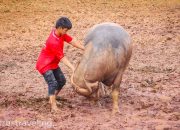Adu Kerbau Toraja Bernilai Miliaran | virustraveling.com