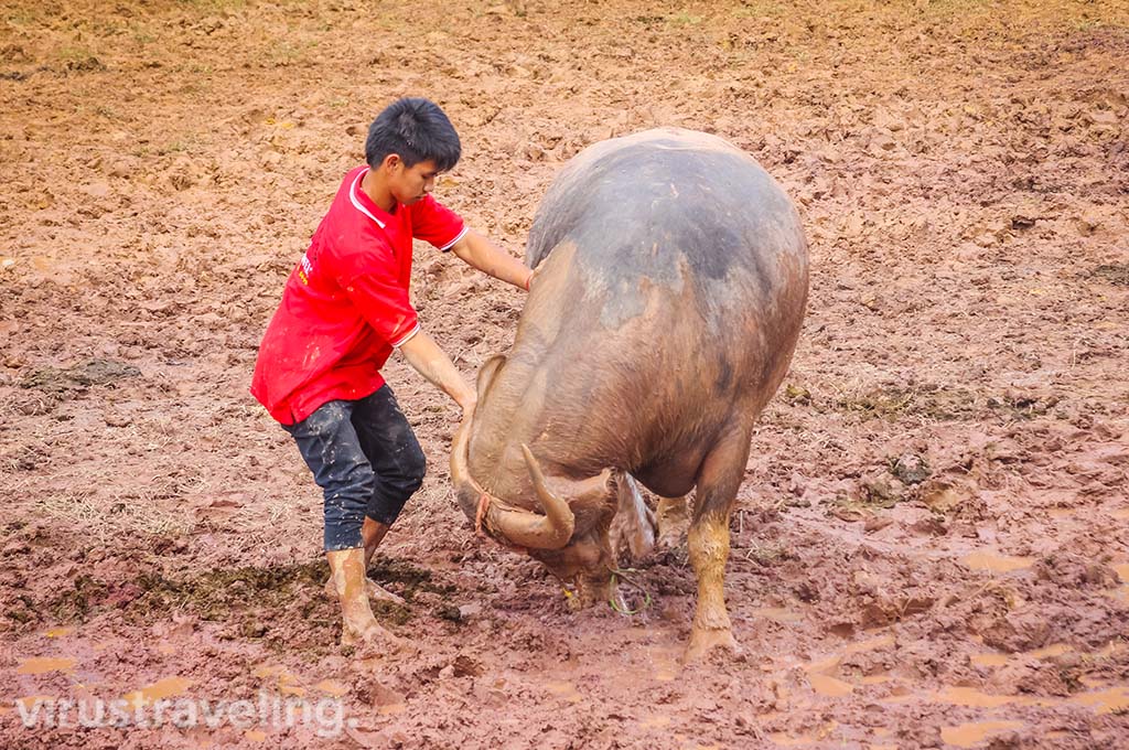 adu-kerbau-toraja-bernilai-miliaran-|-virustraveling.com