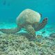 wisata-kepulauan-gili