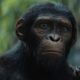 produser-singgung-nasib-sekuel-usai-kingdom-of-the-planet-of-the-apes