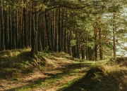 7 Rekomendasi Tempat Glamping Hutan Pinus Tercantik