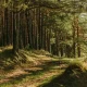 7-rekomendasi-tempat-glamping-hutan-pinus-tercantik