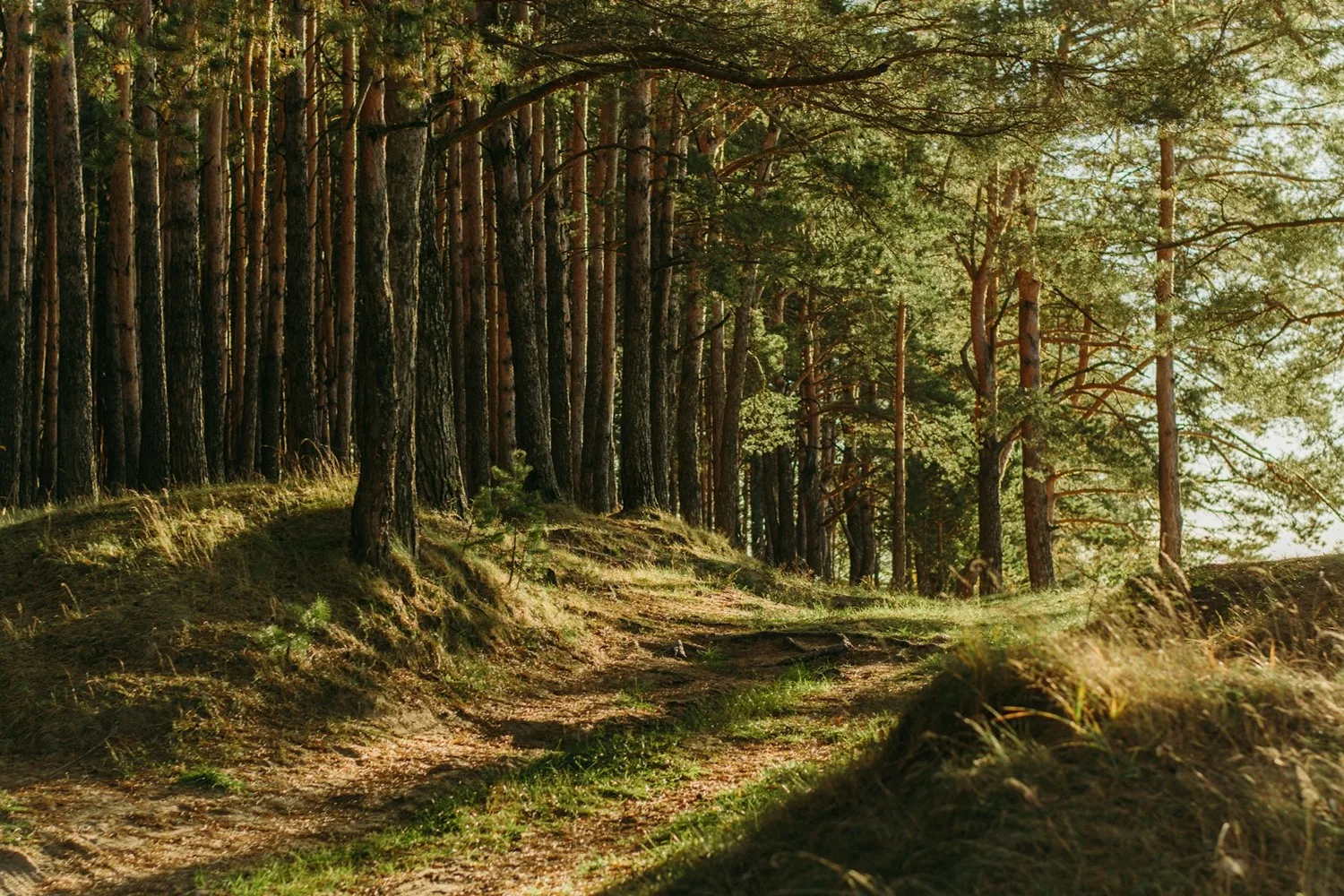 7-rekomendasi-tempat-glamping-hutan-pinus-tercantik