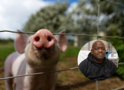 Rick Slayman, Pasien Pertama Penerima Transplantasi Ginjal dari Babi Meninggal Dunia