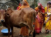 Idul Adha di India: Kalau Sapi Dianggap Hewan Suci, Gimana Umat Muslim Rayakan Idul Adha?