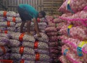 KPPU Ungkap Realisasi Impor Bawang Putih Baru 27 Persen