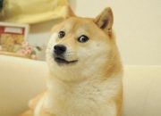 Anjing Shiba Inu di Doge Meme Mati dalam Tidur