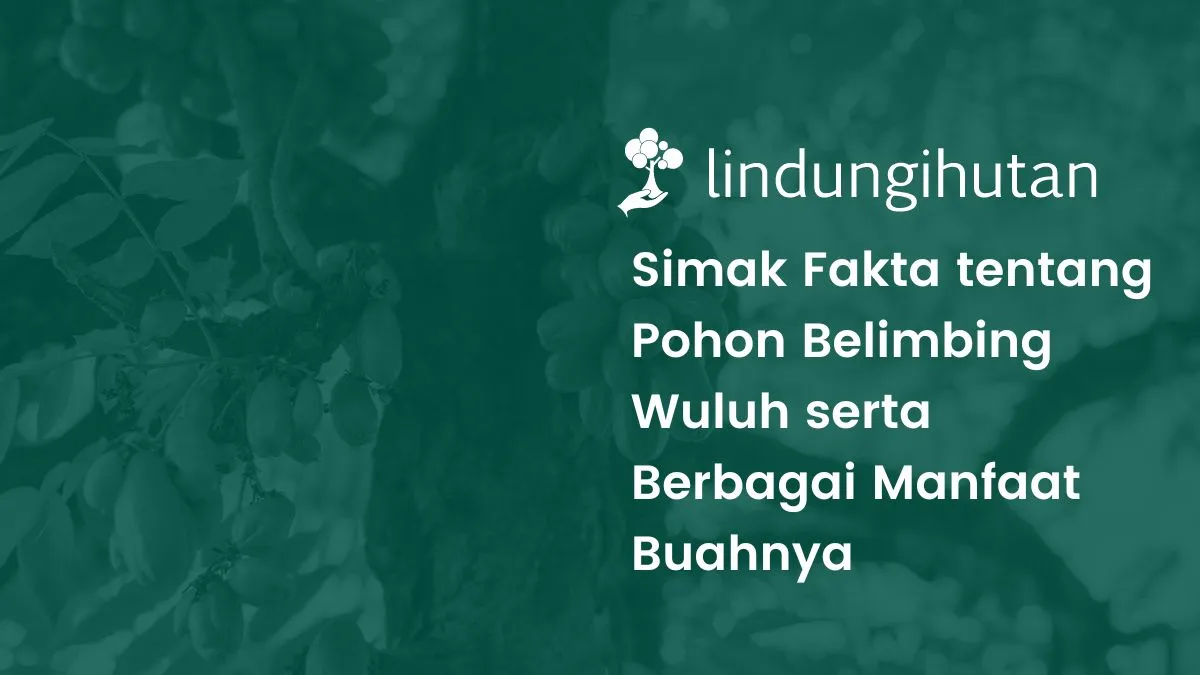 5-manfaat-belimbing-wuluh-untuk-kesehatan-tubuh