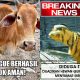 11-siasat-cerdik-hewan-kurban-agar-terhindar-dari-penyembelihan.-keselamatan-diri-wajib-dijaga!
