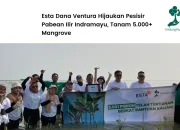 Dukung Tujuan Pembangunan Berkelanjutan, PT Hino Finance Indonesia Tanam 3.412 Mangrove di Bali