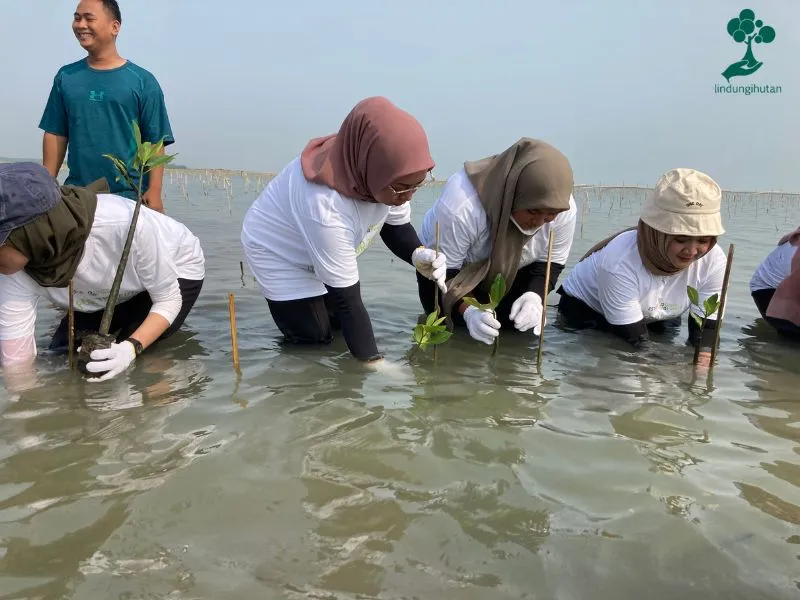 kontribusi-hijau-esta-dana-ventura-tanam-5.001-pohon-mangrove-di-pesisir-indramayu