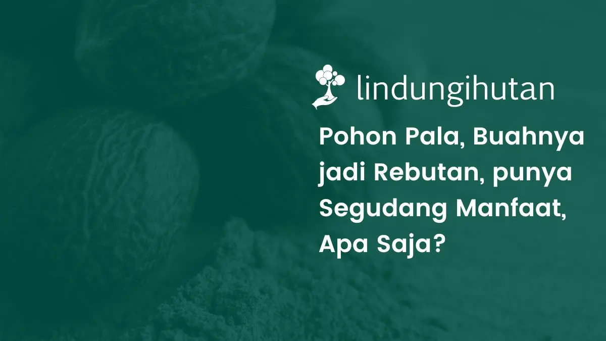 mengenal-pohon-pala,-pohon-rempah-khas-indonesia-dengan-berbagai-manfaatnya
