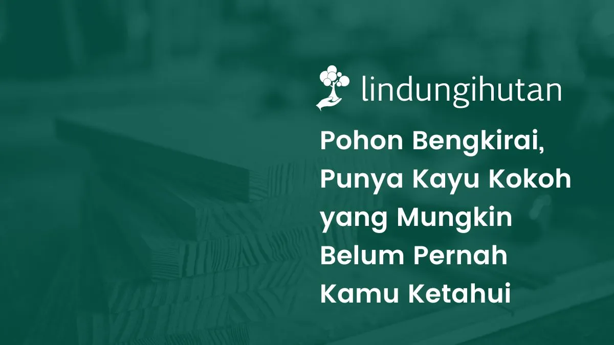 kayu-bengkirai:-ciri-ciri-dan-manfaatnya-untuk-lingkungan