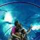 manfaatkan-promo-sea-world-untuk-pengalaman-edukatif-yang-menyenangkan