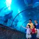 mengabadikan-momen-indah-di-sea-world-ancol:-panduan-dan-tips-fotografi