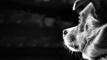 viral-sekuriti-pukul-anjing,-plaza-indonesia-setop-pakai-jasa-vendor