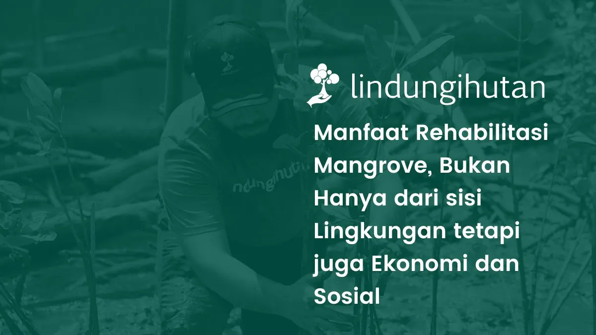 cerita-manfaat-penanaman-mangrove-bagi-mitra-petani-lindungihutan