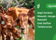 Daftar Harga Sapi Kurban 2024, Ada yang Rp14 Juta Aja!