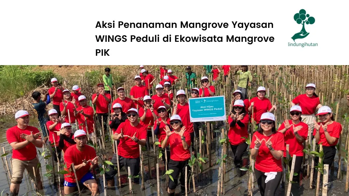 yayasan-wings-peduli-tanam-500-mangrove-dalam-program-#wingspedulilingkungan