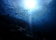 Rekomendasi Wisata Bahari Indonesia: Spot Snorkeling dan Diving Terbaik