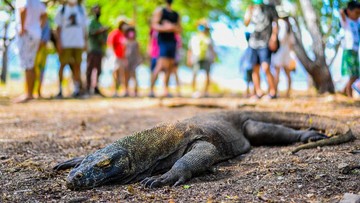 taman-nasional-komodo-berencana-tutup-untuk-aktivitas-wisata