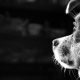 viral-anjing-dikeroyok-di-garut,-animal-hope-shelter-lapor-polisi