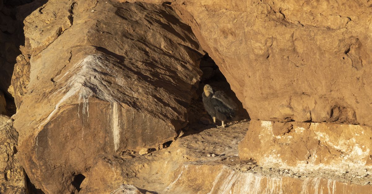 kebun-binatang-menetaskan-sejumlah-besar-anak-burung-kondor-untuk-dilepaskan-ke-alam-liar