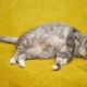 apa-saja-ciri-ciri-kucing-hamil-selain-perut-yang-membesar?