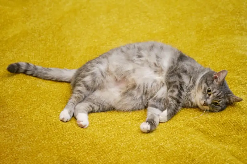 apa-saja-ciri-ciri-kucing-hamil-selain-perut-yang-membesar?
