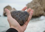 The Pet Rock: Cara Menghasilkan Uang Banyak dari Ide Sederhana