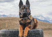 Anjing seharga $150.000 ini adalah simbol status baru
