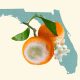 perjuangan-menyelamatkan-jeruk-florida