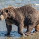 peristiwa-kekerasan-terjadi-di-siaran-langsung-beruang-gemuk-alaska