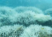 Great Barrier Reef menghadapi ancaman terbesarnya dalam beberapa abad