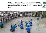 Dukung Pelestarian Lingkungan, PT Orico Balimor Finance Tanam 1.000 Mangrove di Surabaya