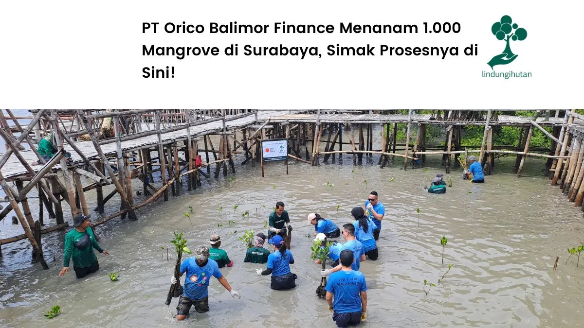 dukung-pelestarian-lingkungan,-pt-orico-balimor-finance-tanam-1.000-mangrove-di-surabaya