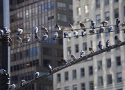 Burung Perkotaan Mengandung Bakteri yang Tahan terhadap Antibiotik