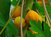 Mengenal Buah Carica Khas Wonosobo yang Sekilas Mirip Pepaya