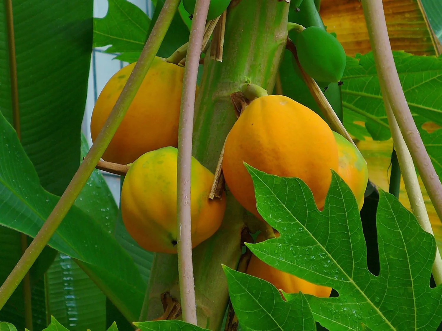 mengenal-buah-carica-khas-wonosobo-yang-sekilas-mirip-pepaya