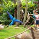 wisata-burung-terbaik-dan-terbesar-di-indonesia-:-jakarta-bird-land-ancol