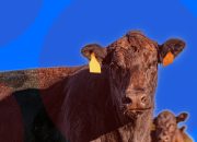 Wabah Flu Burung Berubah Menjadi Misterius