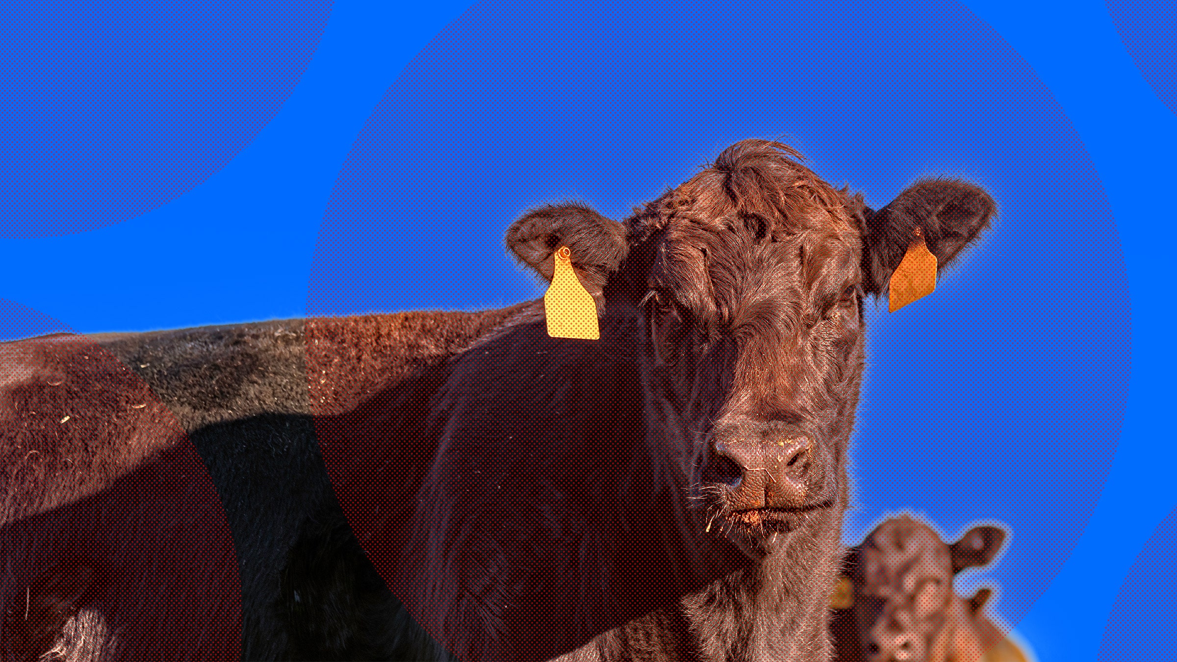 wabah-flu-burung-berubah-menjadi-misterius