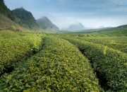 Penting! Perhatikan Ini Sebelum ke Kebun Teh Wonosari Malang