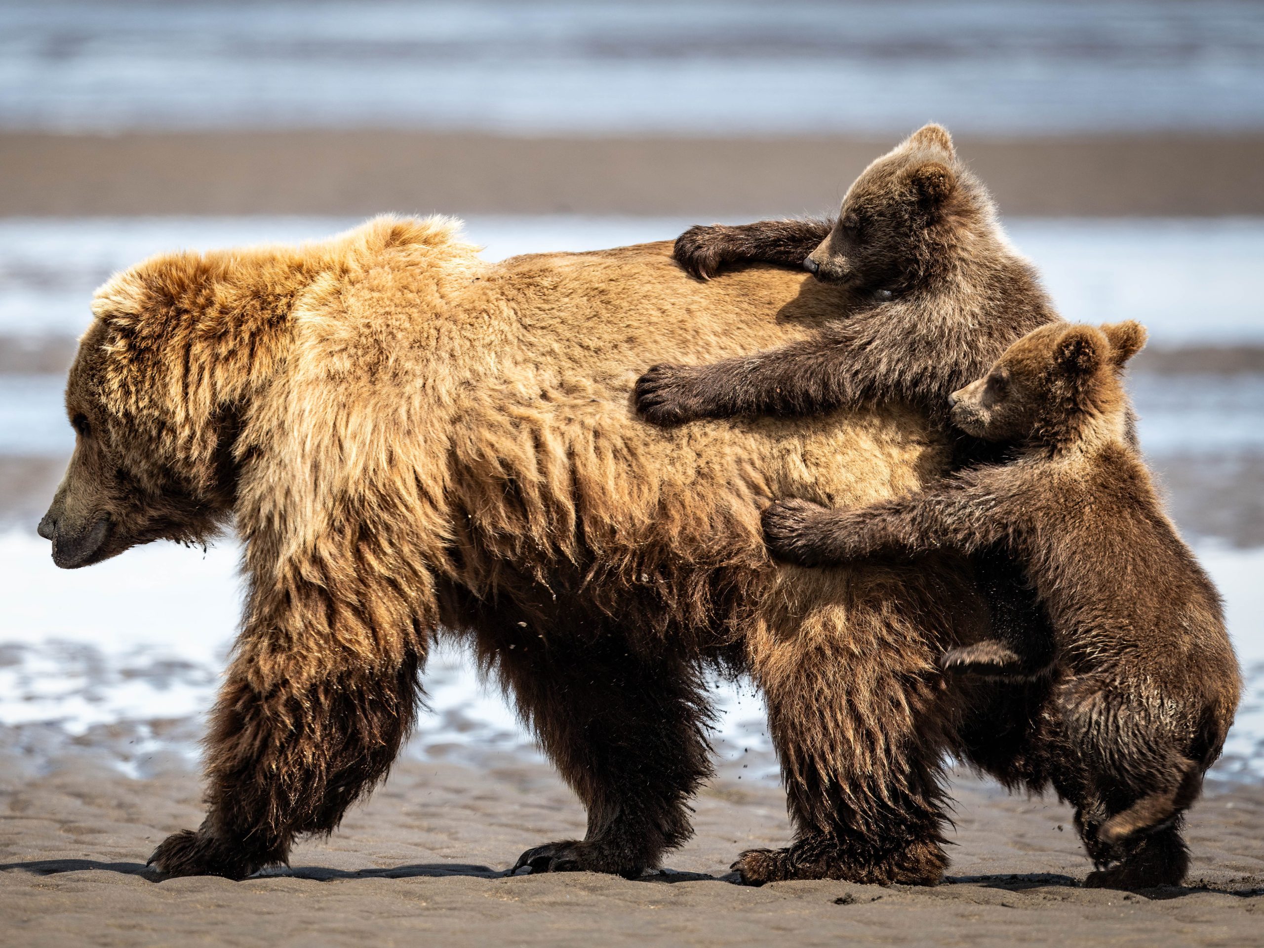 foto-satwa-liar-paling-lucu-tahun-ini