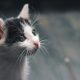 50+-ide-nama-kucing-jantan-lucu,-unik,-keren,-dan-menggemaskan