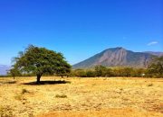 Eksotisme Taman Nasional Baluran, Afrika Kecil di Jawa