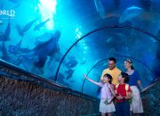 Nikmati Keseruan Eksplorasi Dunia Laut di Sea World Ancol dengan Harga Spesial!