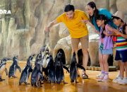 Nikmati Keseruan Liburan di Samudra Ancol dengan Harga Khusus!