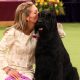 foto-menunjukkan-anjing-yang-memenangkan-judul-westminster’s-best-in-show-selama-bertahun-tahun