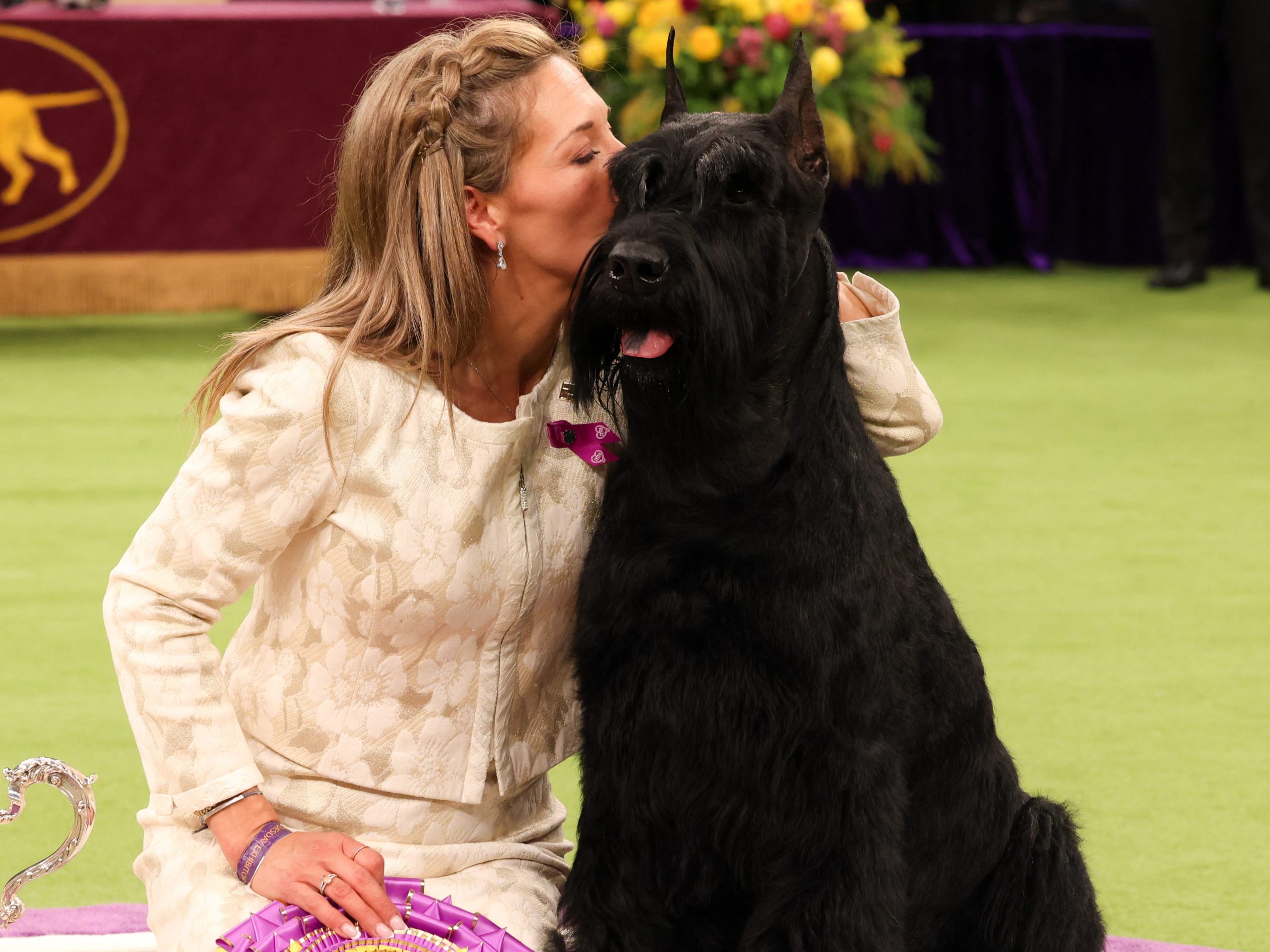 foto-menunjukkan-anjing-yang-memenangkan-judul-westminster’s-best-in-show-selama-bertahun-tahun
